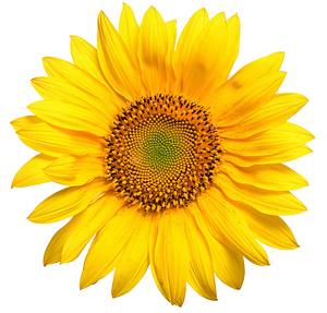 sunflower4-web-transparant